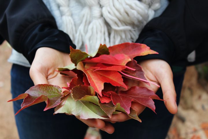 gratitude bible study